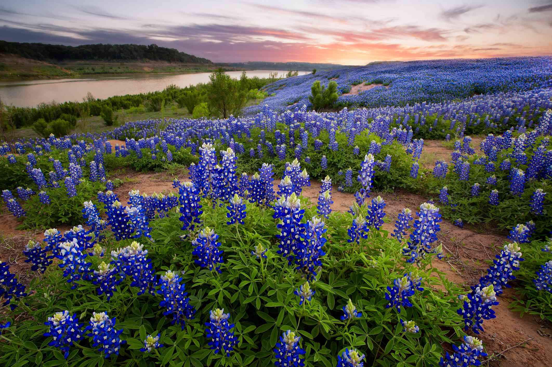 日落时分，河边起伏的粘土丘陵上，盛开的德州矢车菊