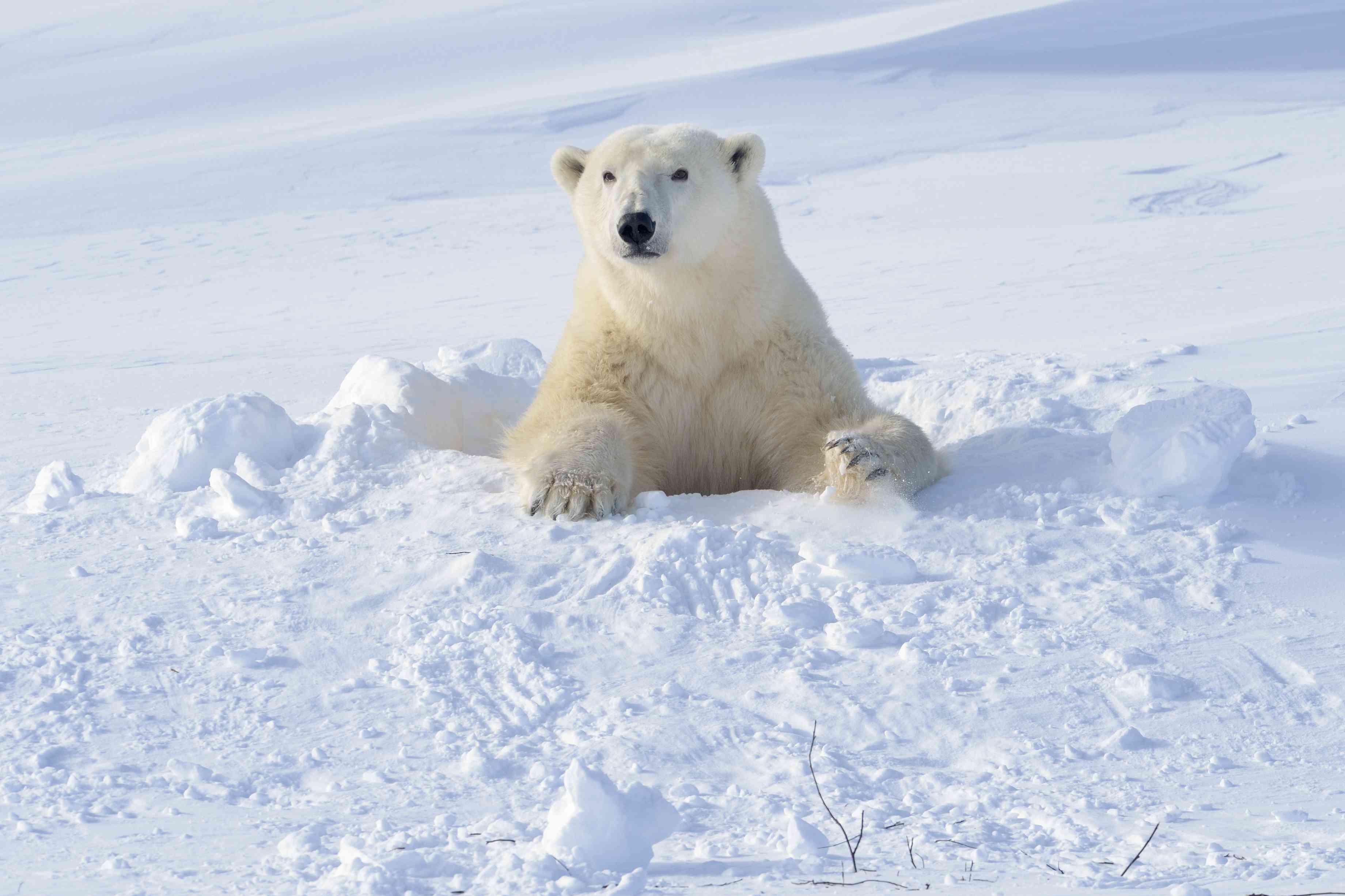 加拿大瓦普斯克国家公园，北极熊妈妈带着背光走出刚刚打开的洞穴。＂width=