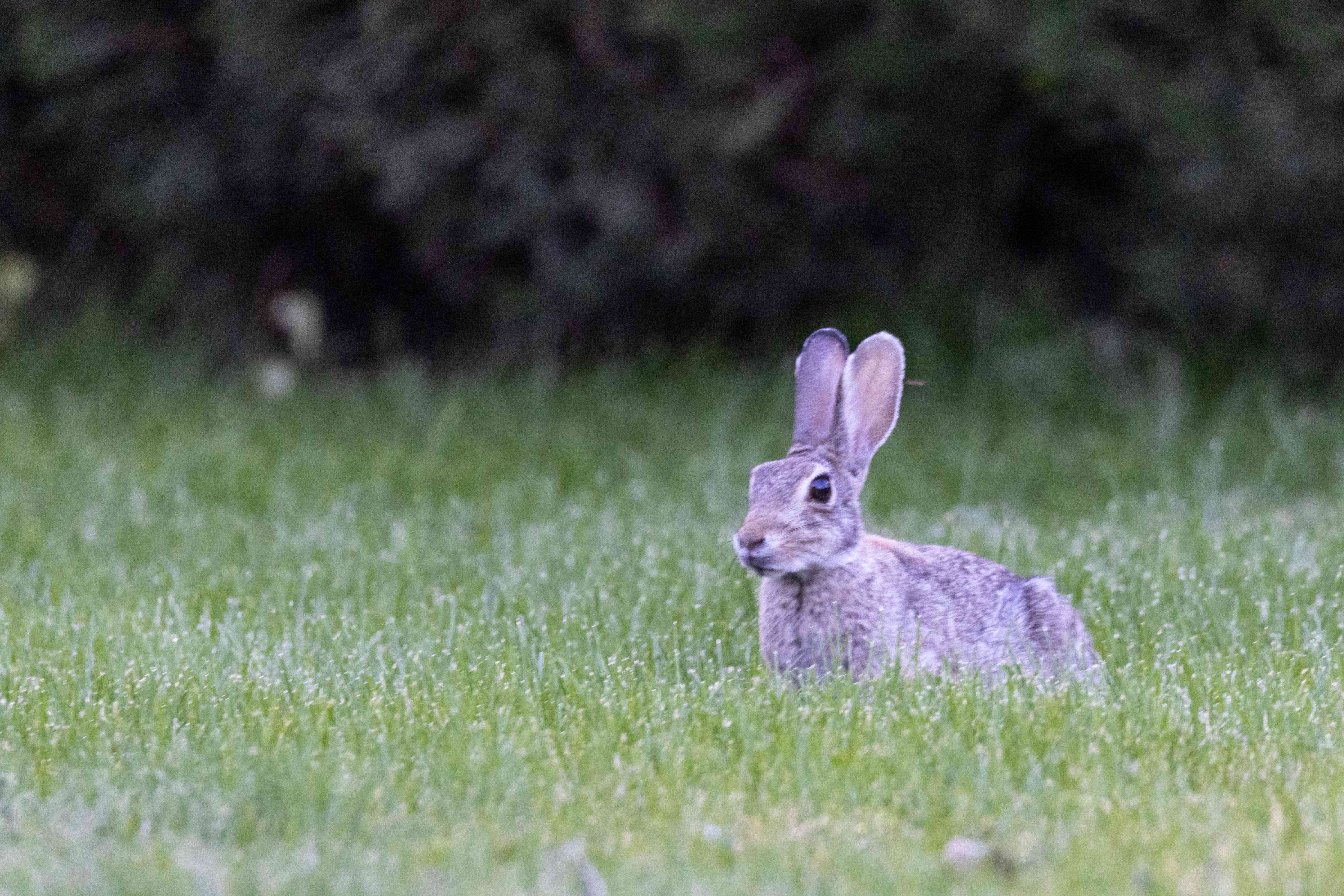 一只小野兔在后院的灌木丛中四处张望