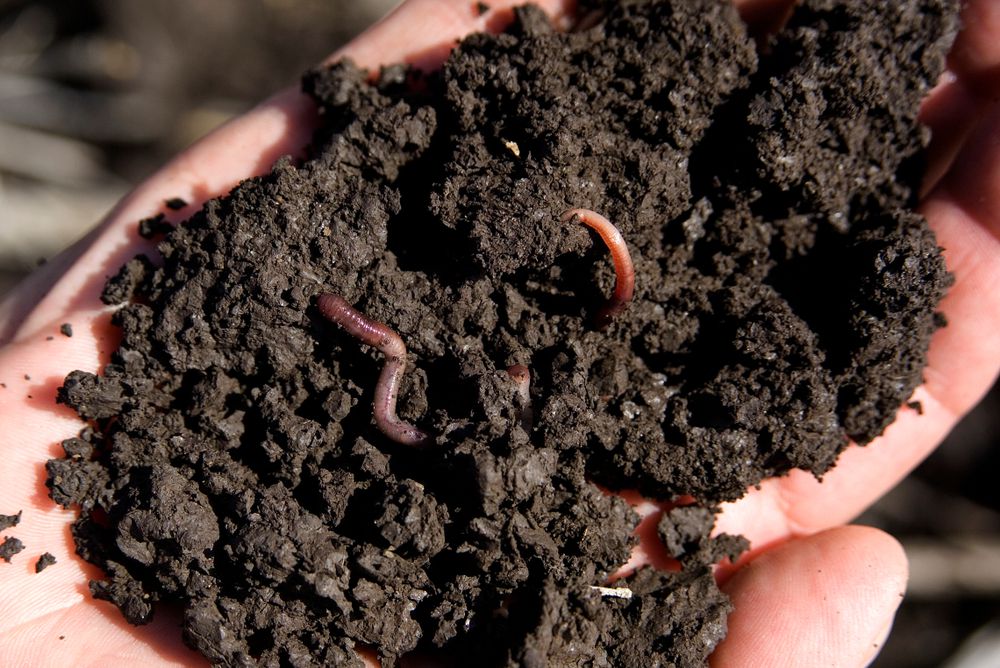 有很多生物土壤中除了蠕虫。你不能看到其他人一样容易。
