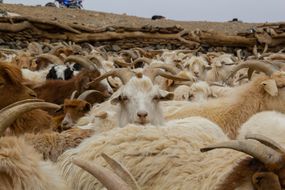 山羊在一个非常干燥的景观中挤在一起。