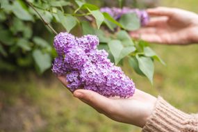女子的手轻轻地杯紫色的紫丁香灌木生长在后院＂width=