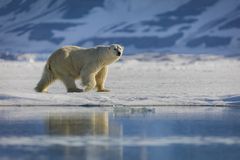 北极熊在白雪覆盖的土地上行走的侧视图