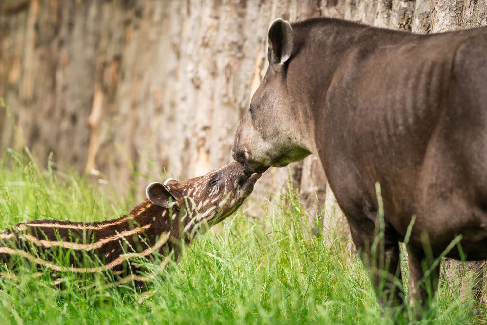 Tapir和小牛