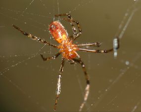 蜘蛛网里的社交蜘蛛