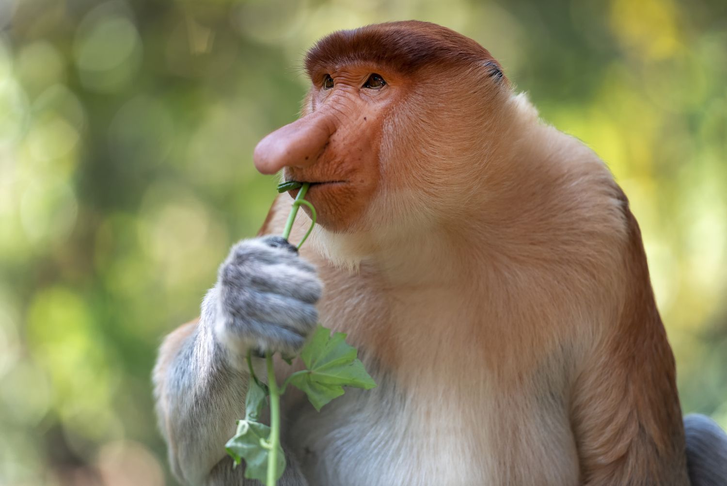一只长着深棕色毛头的雄性长鼻猴正在咀嚼一棵绿色植物。
