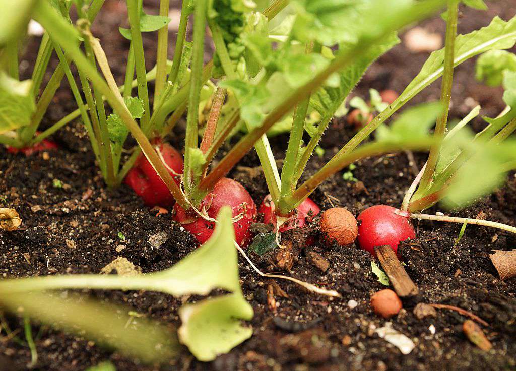 土壤中的红色萝卜。
