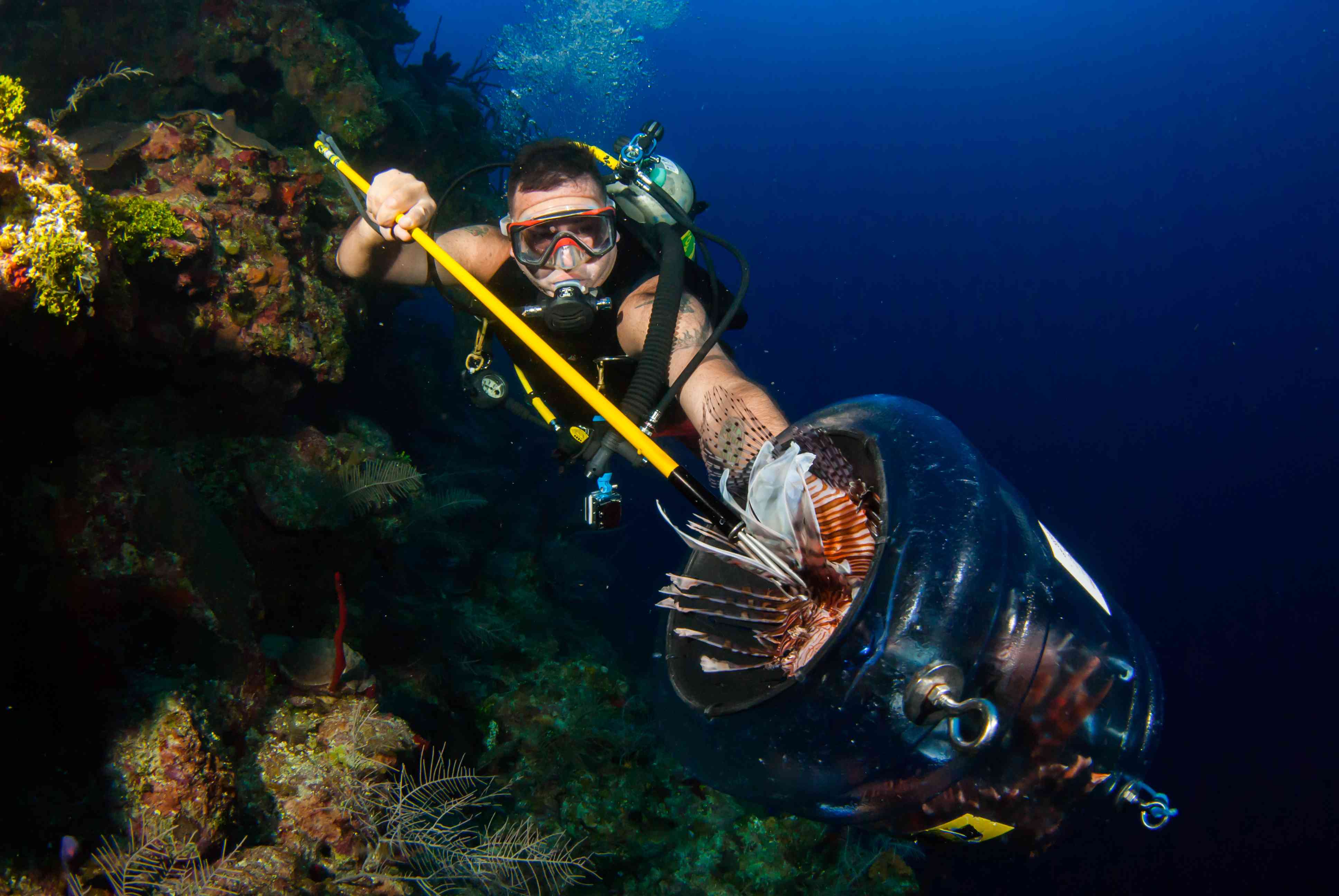 Lionfish Hunter成功地在他的长矛上抓了一条鱼，并将其放在遏制装置中