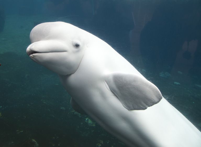 康涅狄格州神秘镇的神秘水族馆里的一头白鲸。＂class=