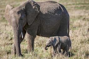非洲象妈妈和小象＂width=