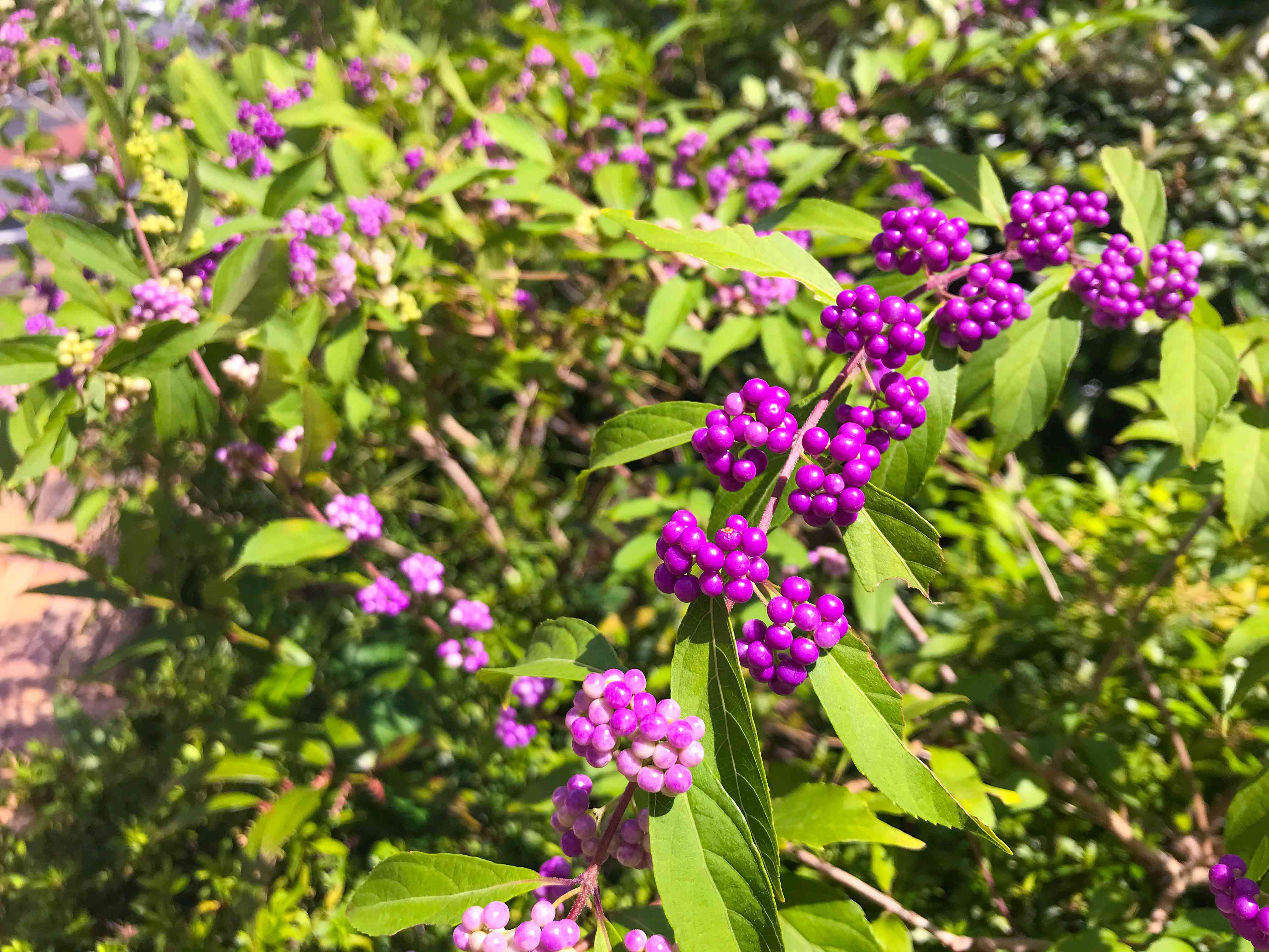 紫珠,Callicarpa