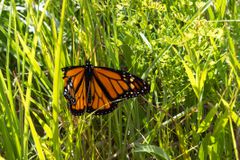 一只君主蝴蝶，翅膀折断在草丛中。
