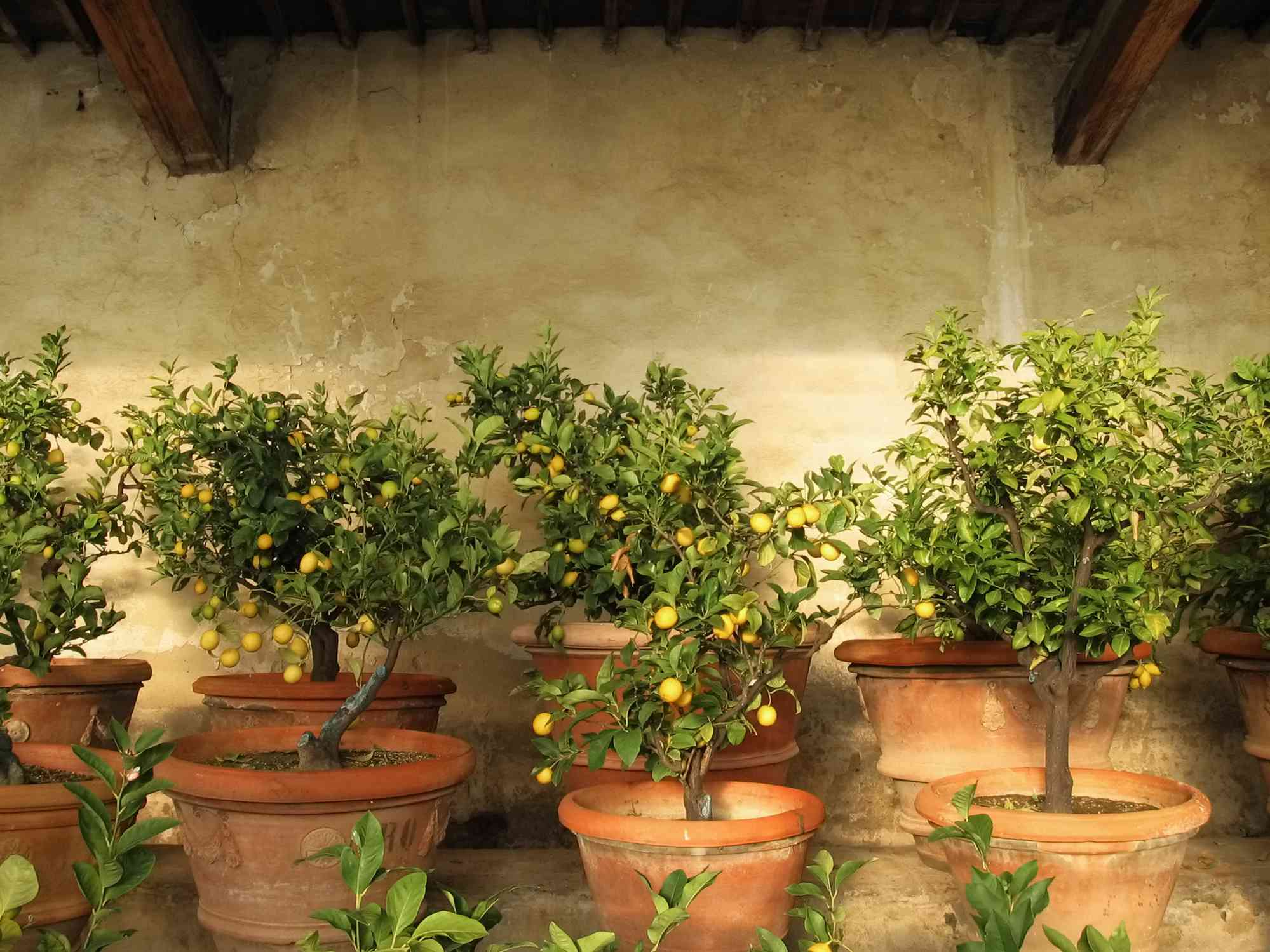 意大利托斯卡纳的乡村柠檬树温室里的柠檬树＂width=