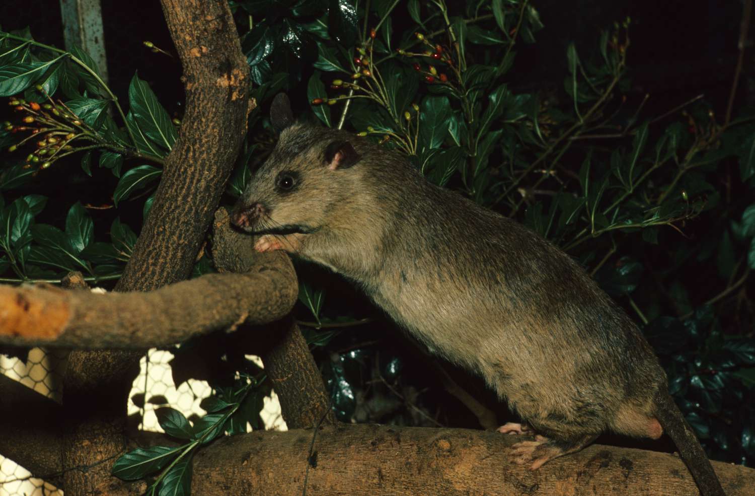 一只伸展的非洲巨鼠栖息在绿叶环绕的树枝上。
