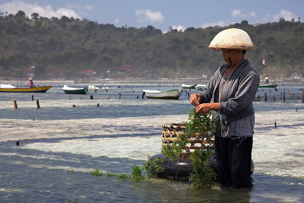 巴厘岛Nusa Lembongan的一位农民正在照料他的海藻作物。