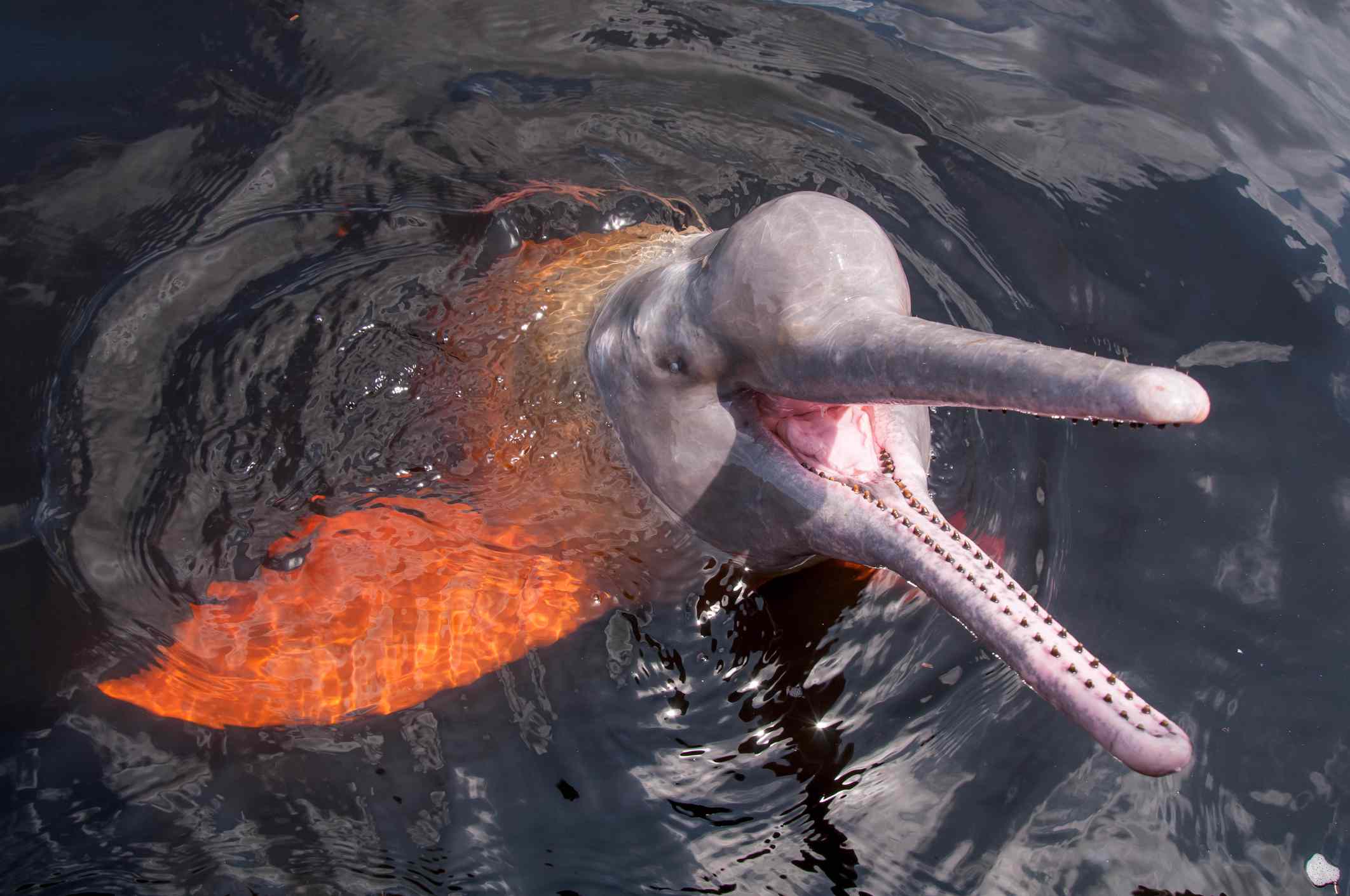 一种粉红色的亚马逊河海豚，也被称为