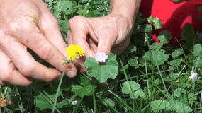 蒲公英和绿色植物被采摘的特写。