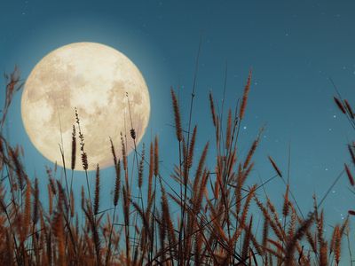 Close-up of a full moon over a wheat field at dusk.