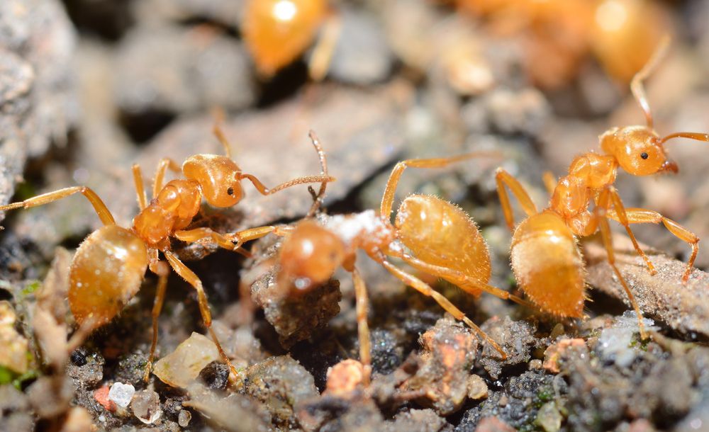 三个黄色的蚂蚁走在小石子