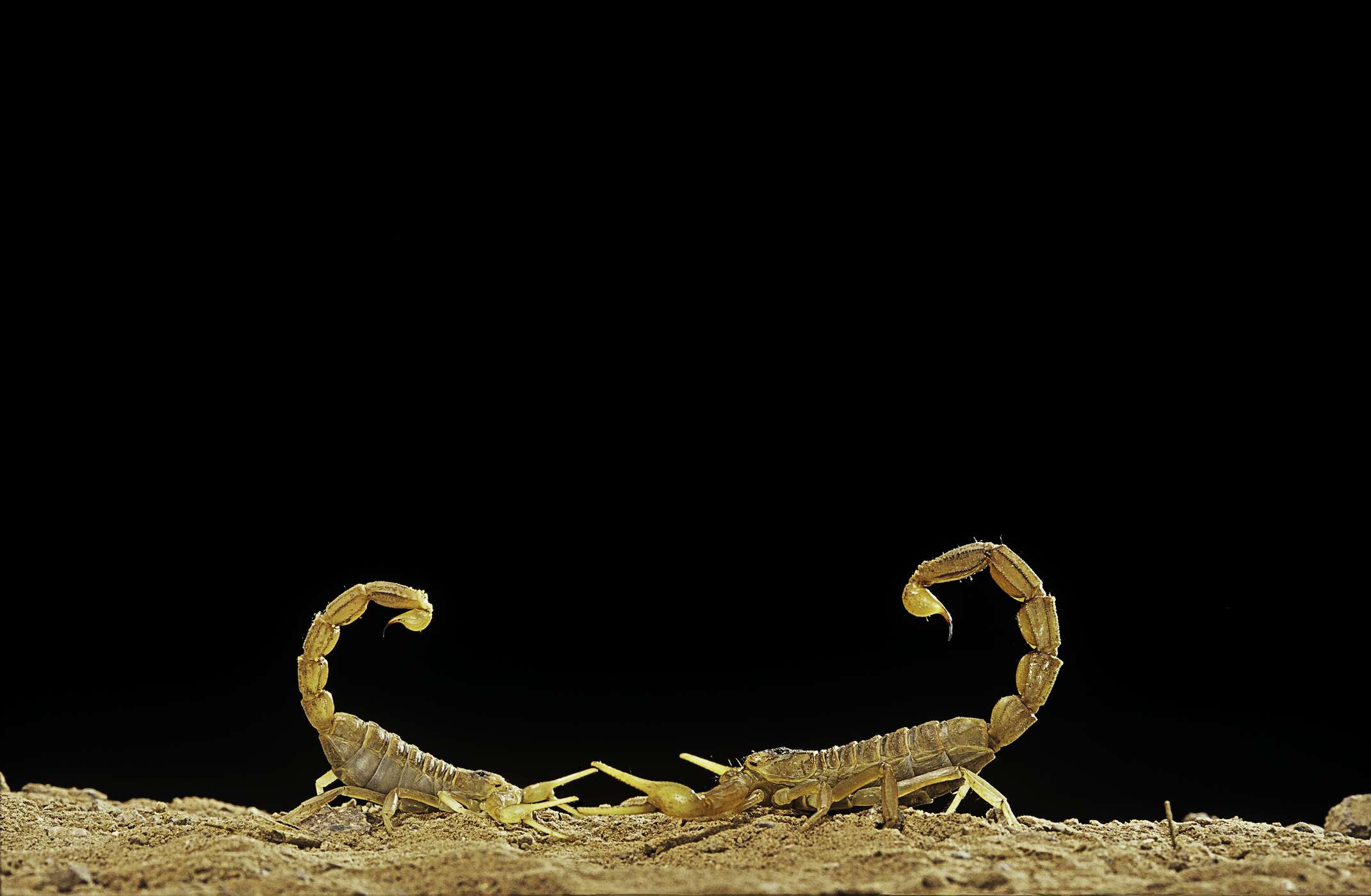 一对普通的黄色蝎子(Buthus occitanus)正在跳求偶舞。＂width=