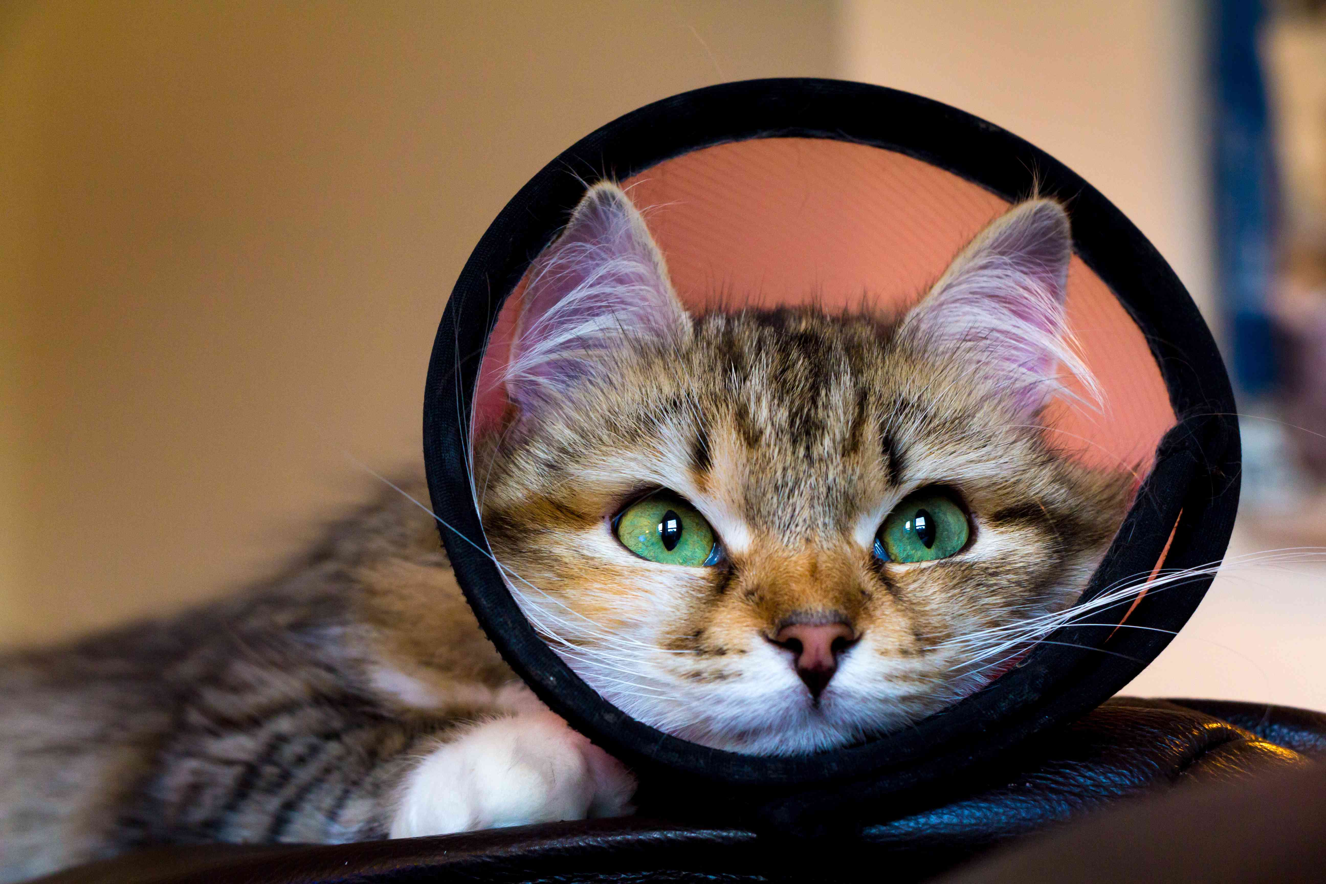 小猫在间谍或中性手术后穿锥体。