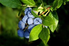 蓝莓束