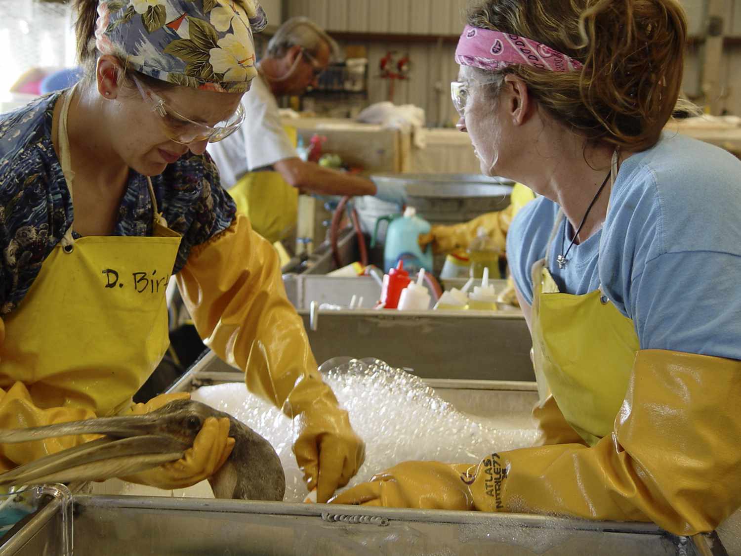 两个女人在手套和护目镜鹈鹕被石油覆盖。