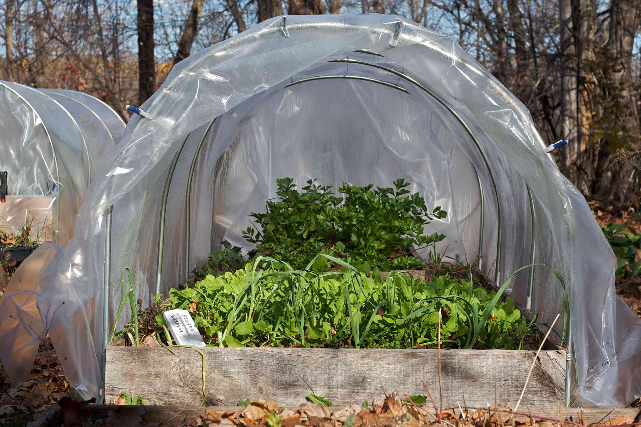 冬季，菠菜在低矮的隧道温室中生长。