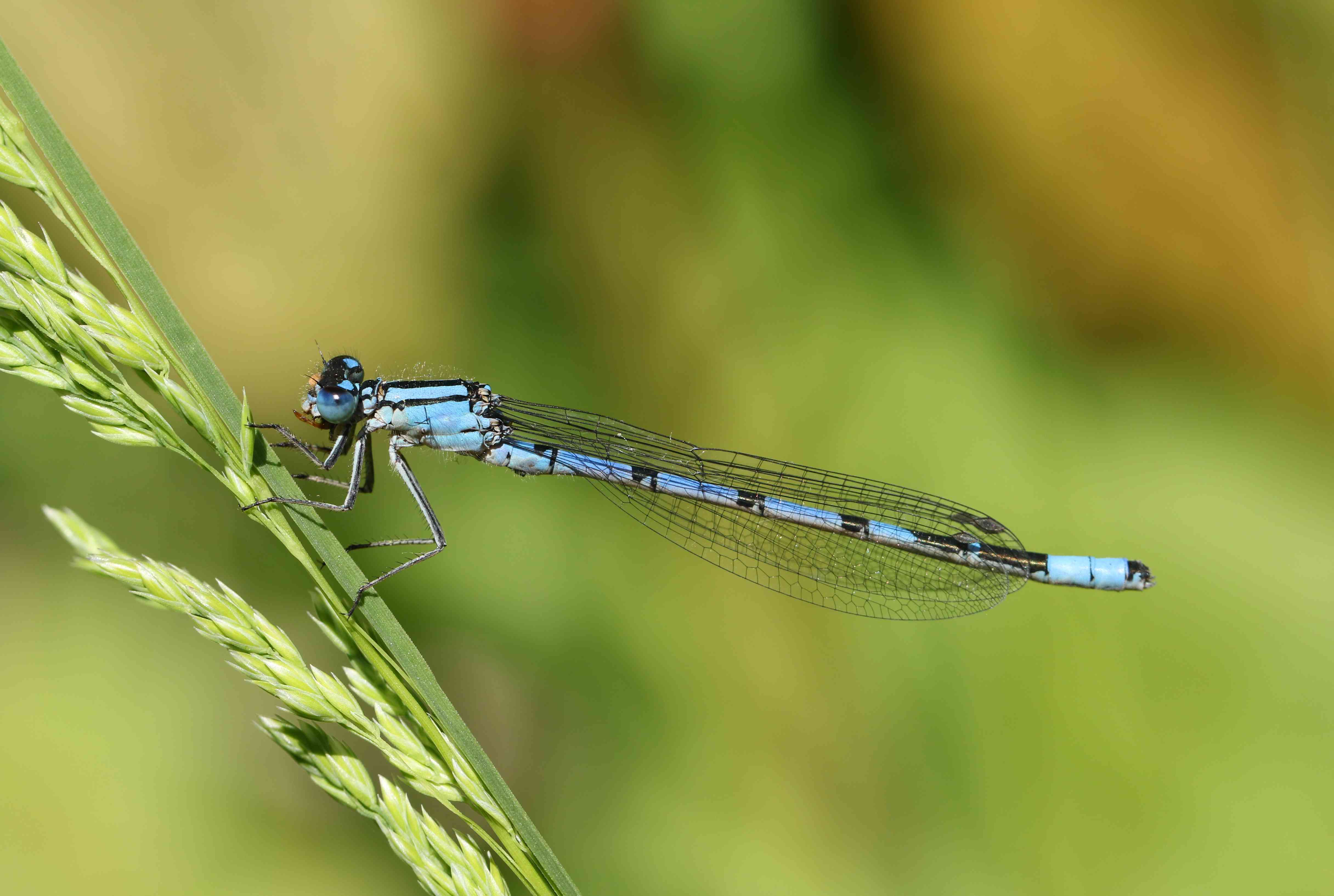 春天，蓝蜻蜓(Enallagma cyathigerum)栖息在湖边的草籽上吃昆虫。
