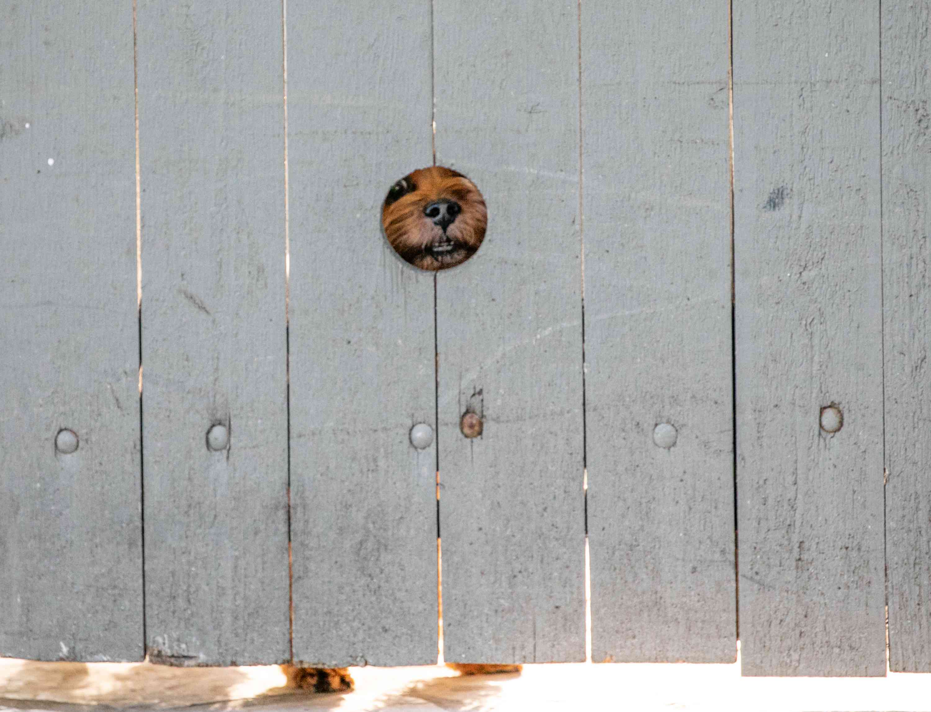 看通过在篱芭的窥视孔的狗