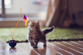 小猫在玩玩具