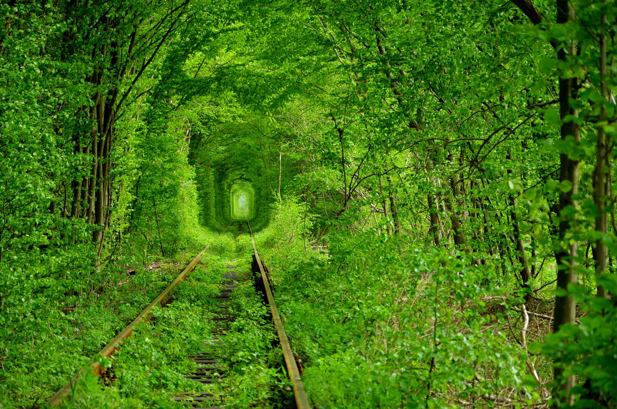 郁郁葱葱的绿叶在铁轨上形成了一条隧道