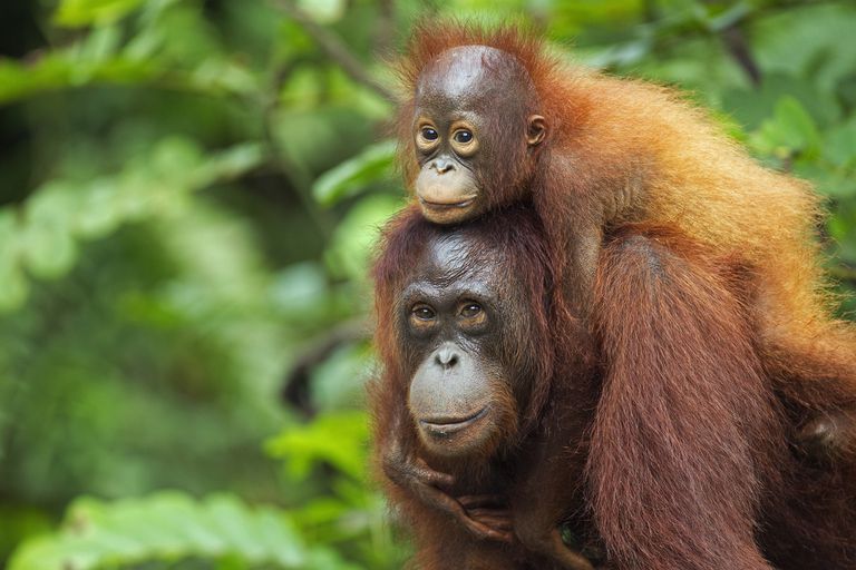 印度尼西亚的一只雌性婆罗洲猩猩和她的孩子＂class=