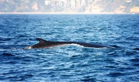 在加利福尼亚达纳点外水域游泳的鳍背鲸