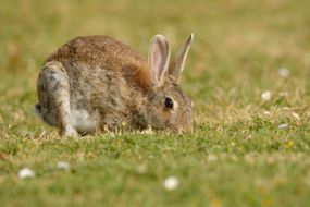 欧洲野生兔子吃草