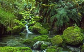A small stream cascades over moss-covered rocks in a forest of ferns
