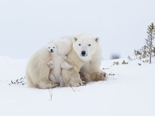 北极熊妈妈带着小熊