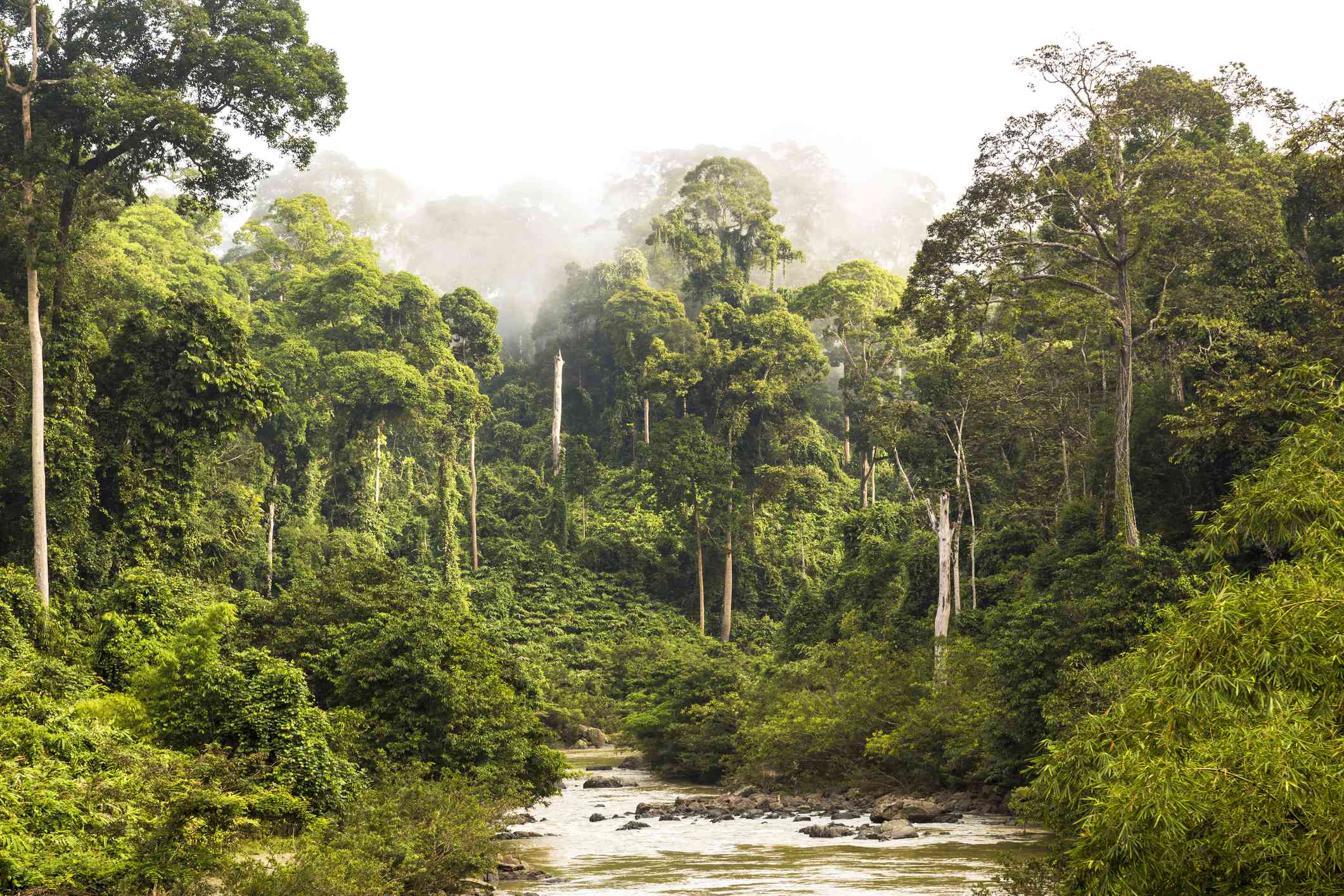 A rainforest in Sabah, Borneo, Malaysia