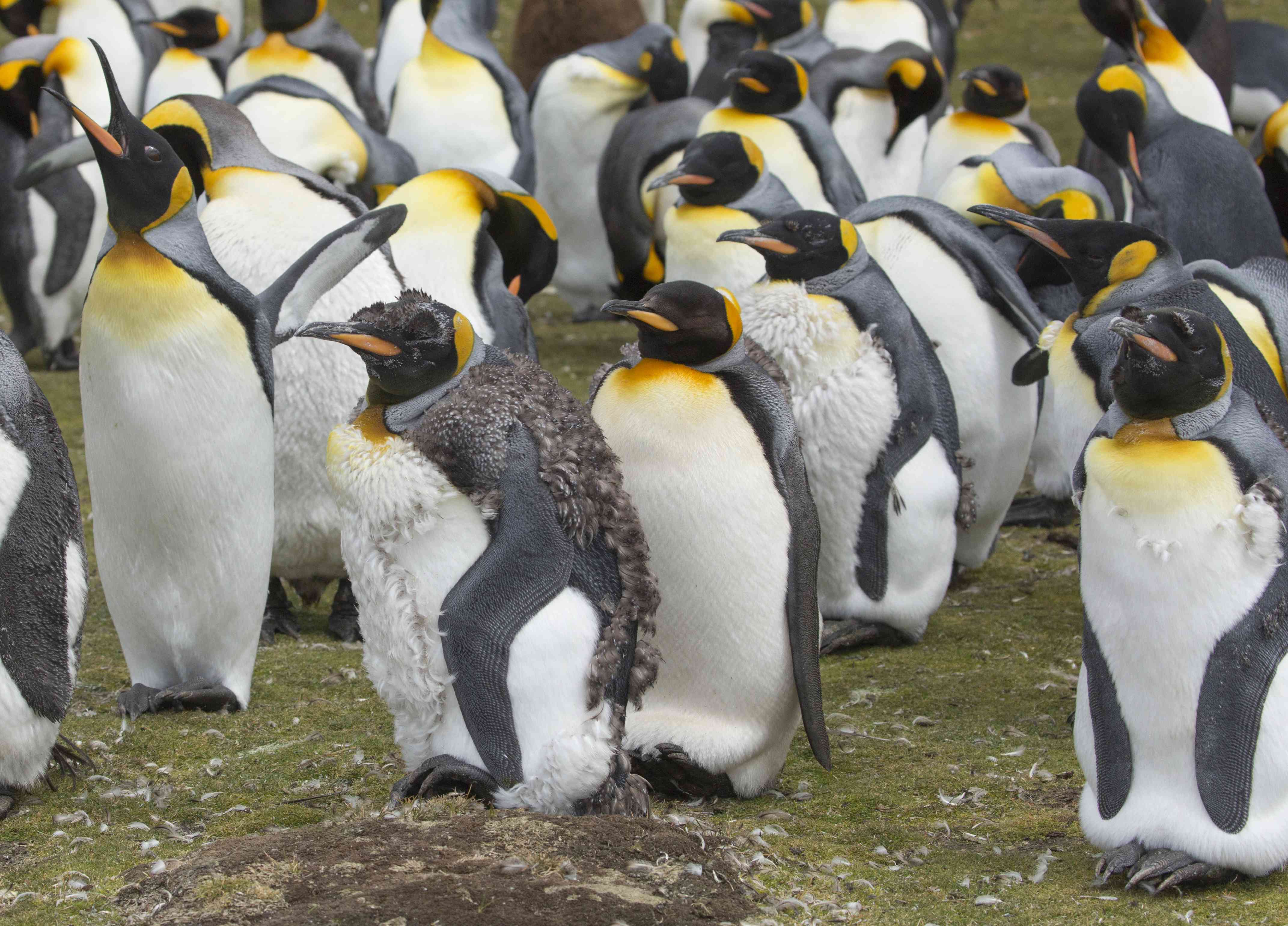 一群国王企鹅在志愿者点的殖民地