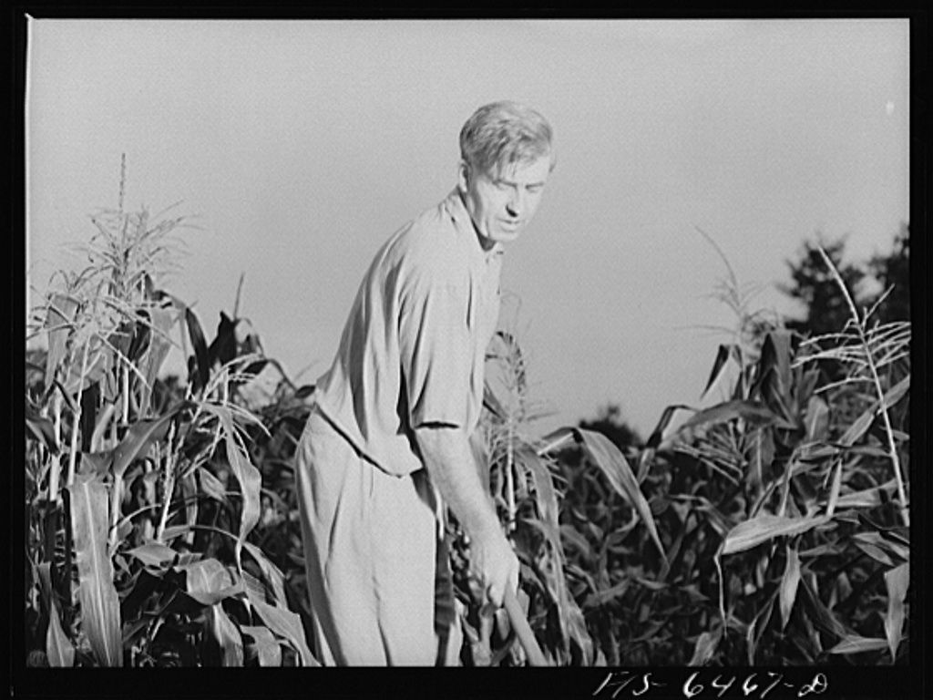副总统亨利·a·华莱士在玉米地里干活