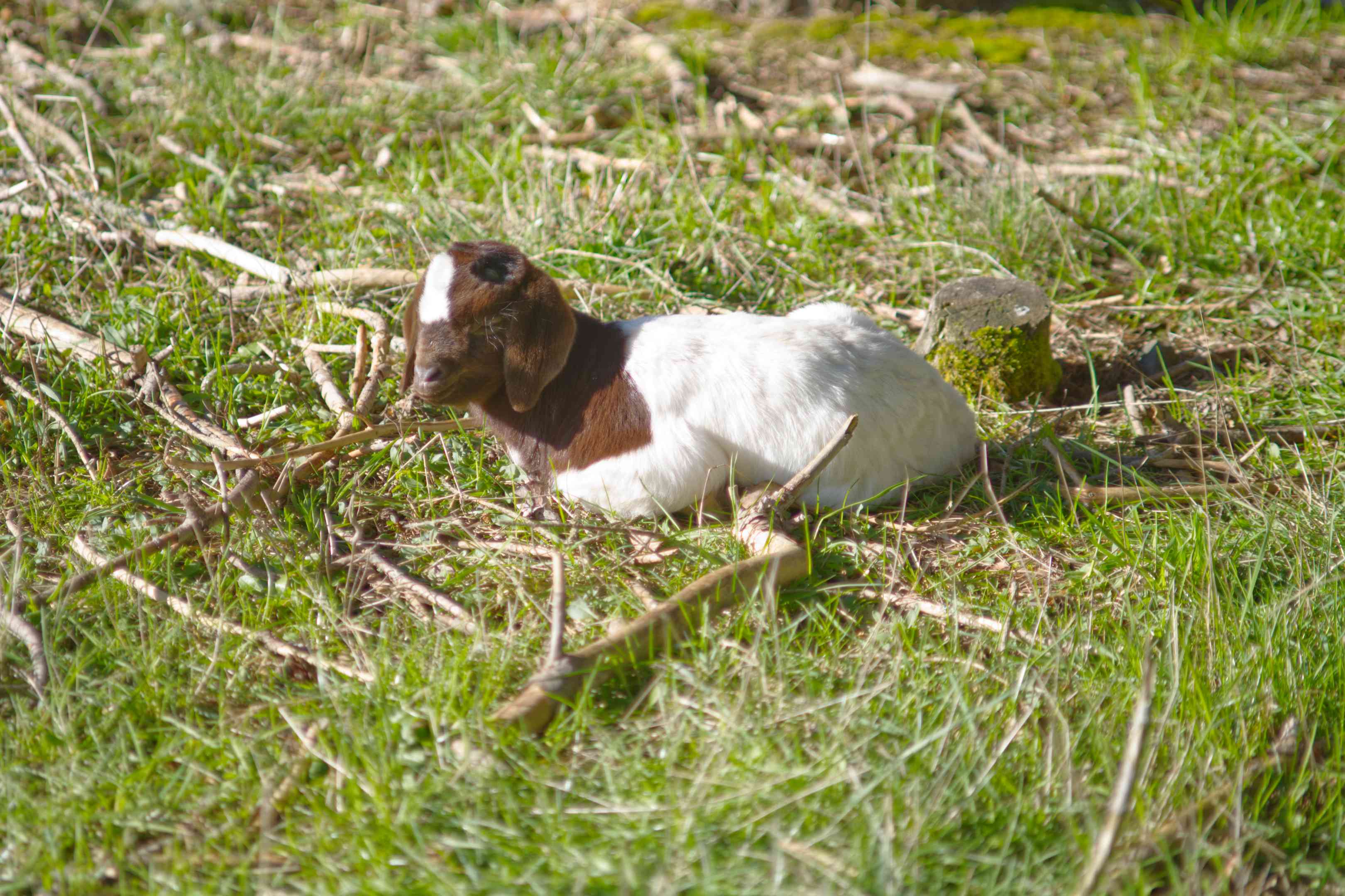 棕色和白色的小山羊独自坐在草地上