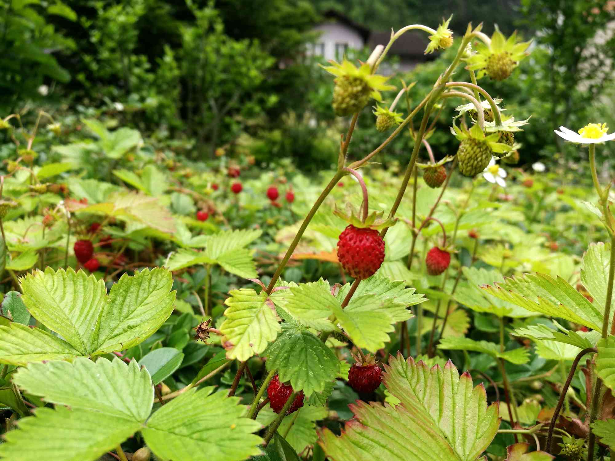 在后院种植的高山草莓。
