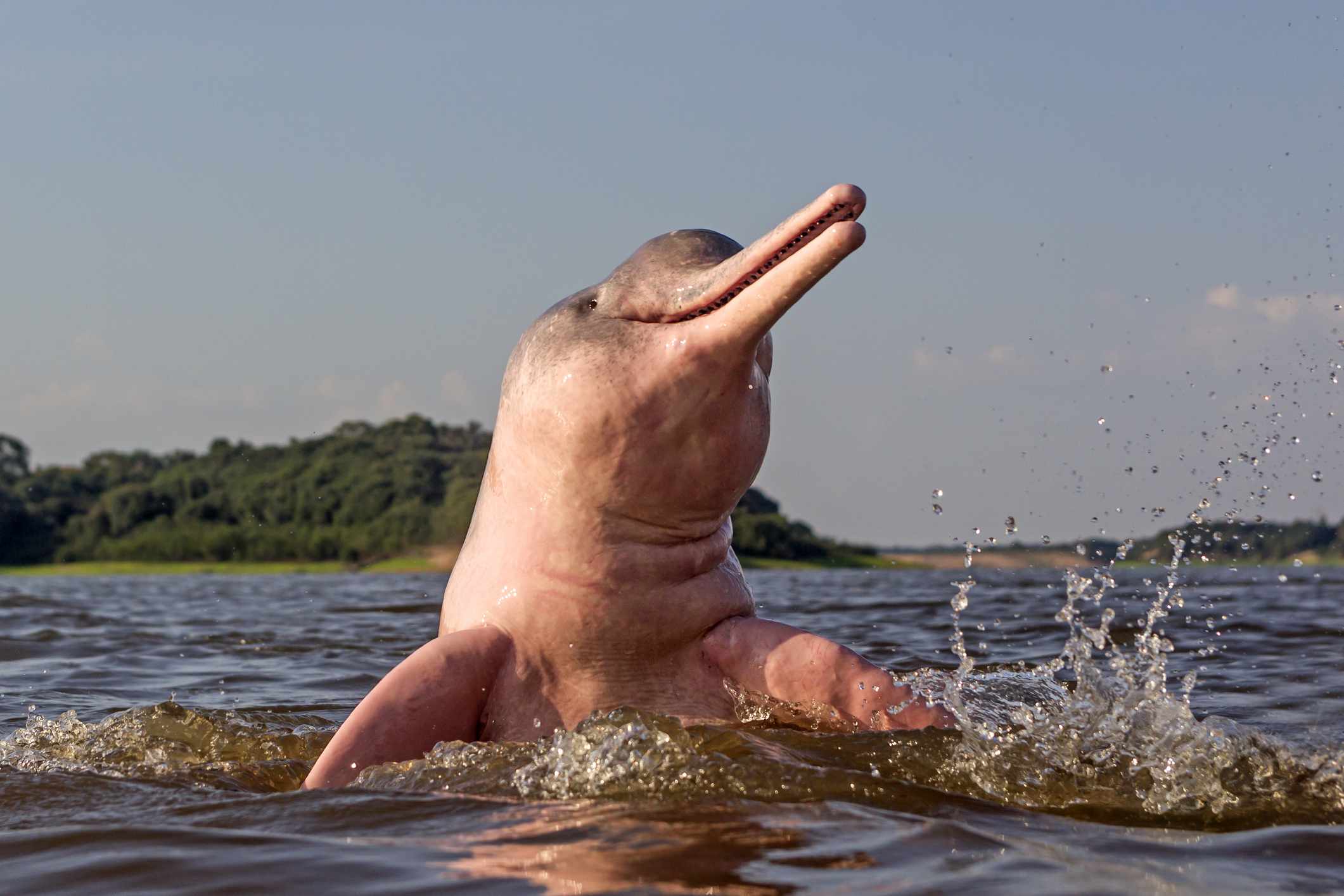 一只粉色的亚马逊海豚把头露出水面。＂width=