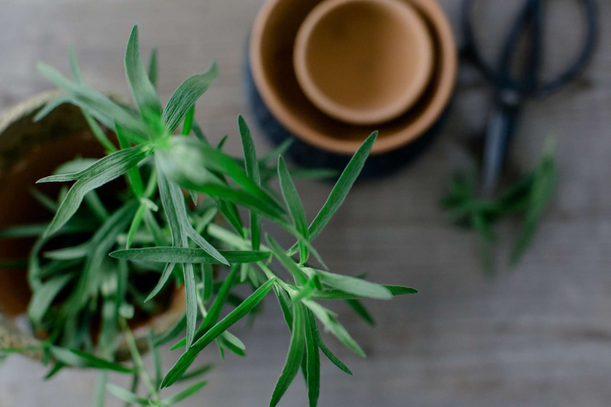 龙龙植物的顶景旁边的粘土盆