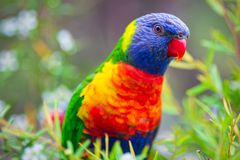 Rainbow Lorikeet