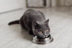 猫从碗里吃东西”width=