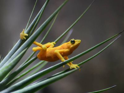 golden frog in a green aloe plant