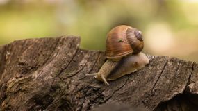 一只蜗牛在树桩上爬行。＂width=