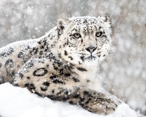在雪风暴的雪豹