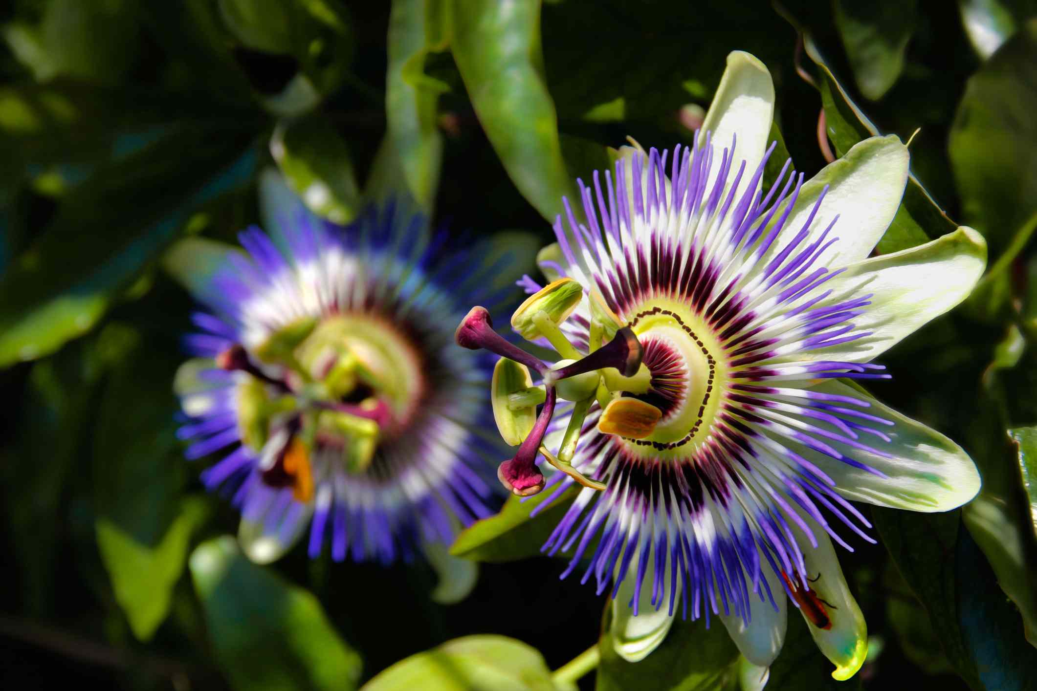 西番莲(Passiflora incarnata)＂width=